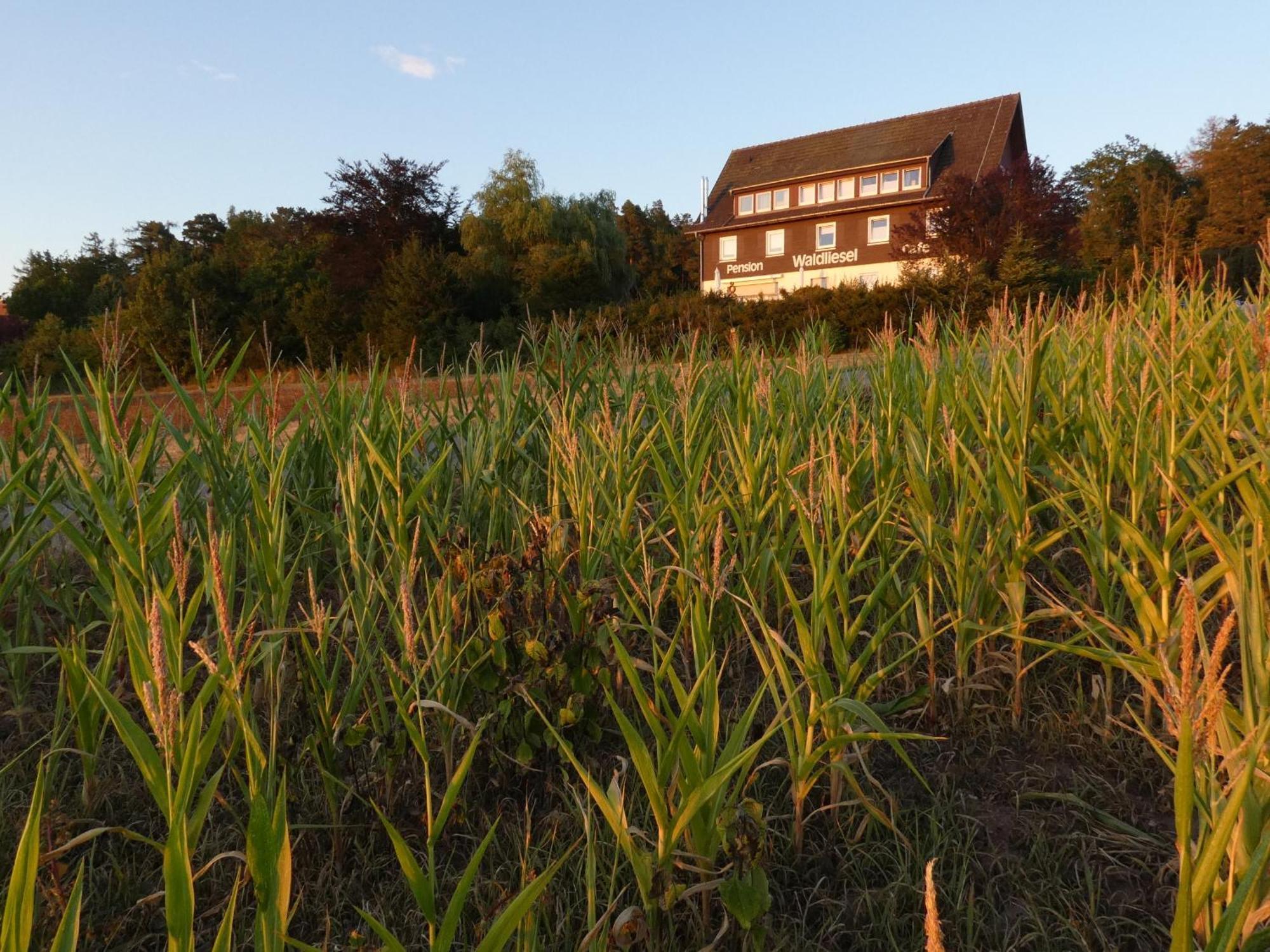 Pension Waldliesel Dornstetten Exterior foto